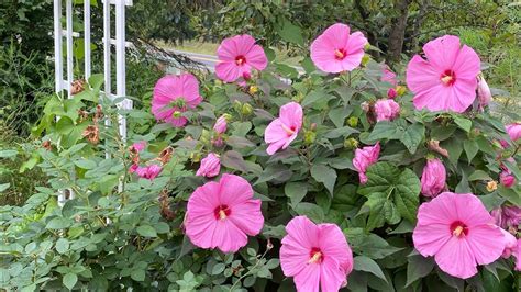 芙蓉怎麼種|袁晓辉 Rita : 朱槿 Hibiscus (芙蓉/扶桑/大紅花)